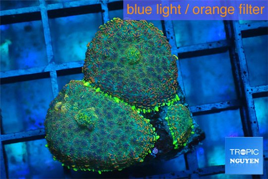 Rhodactis green blue & golden tips 2-3 polyps WYSIWYG acclimaté