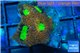 Acanthastrea echinata premium 2-3 cm WYSIWYG acclimaté