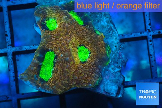 Acanthastrea echinata premium 2-3 cm WYSIWYG acclimaté