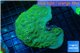 Echinophyllia green maze 9-14 cm WYSIWYG acclimaté