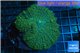 Rhodactis green bulls 5-8 cm WYSIWYG acclimaté