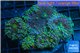 Ricordea yuma rainbow 5 polyps WYSIWYG acclimaté