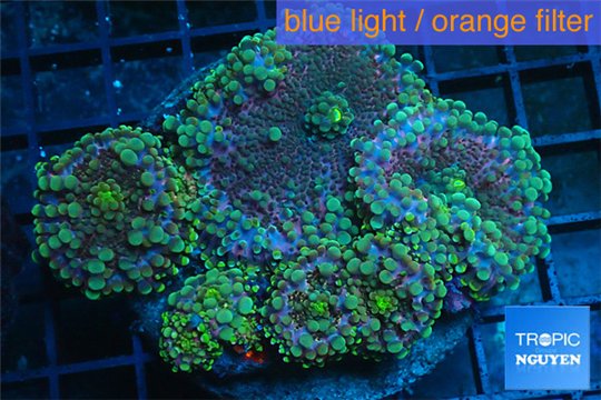 Ricordea yuma rainbow 5 polyps WYSIWYG acclimaté