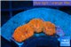 Blastomussa red cherry pop 3 polyps WYSIWYG acclimaté