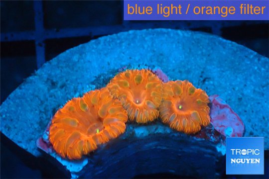 Blastomussa red cherry pop 3 polyps WYSIWYG acclimaté