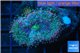 Ricordea yuma rainbow 2 polyps WYSIWYG acclimaté