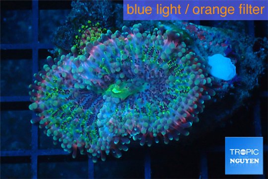 Ricordea yuma rainbow 2 polyps WYSIWYG acclimaté