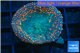 Rhodactis red fire forest 1 polyp WYSIWYG acclimaté
