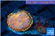 Rhodactis red blue superman 2 polyps WYSIWYG acclimaté