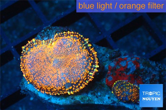 Rhodactis red blue superman 2 polyps WYSIWYG acclimaté