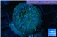 Rhodactis golden blue Tonga 1 polyp WYSIWYG acclimaté