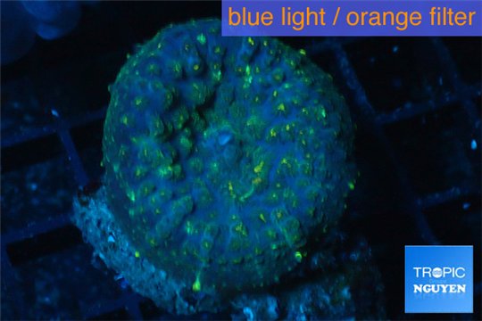 Rhodactis golden blue Tonga 1 polyp WYSIWYG acclimaté