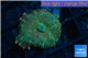 Rhodactis green fire forest 1 polyp WYSIWYG acclimaté