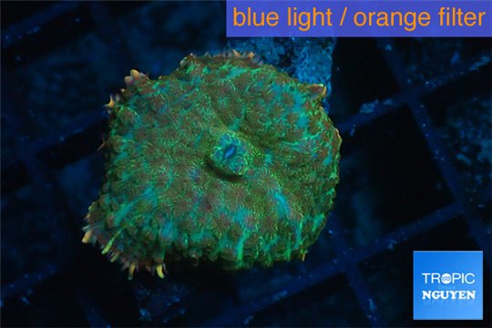 Rhodactis green fire forest 1 polyp WYSIWYG acclimaté