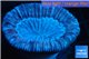 Trachyphyllia pink lavender 4-6 cm WYSIWYG acclimaté