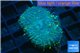 Rhodactis golden blue Tonga 1 polyp WYSIWYG acclimaté