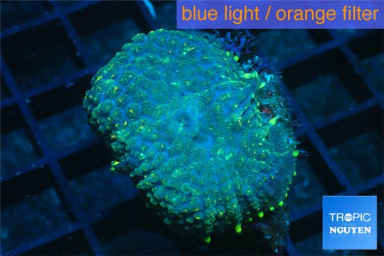 Rhodactis golden blue Tonga 1 polyp WYSIWYG acclimaté