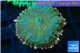 Rhodactis green fire forest 1 polyp WYSIWYG acclimaté