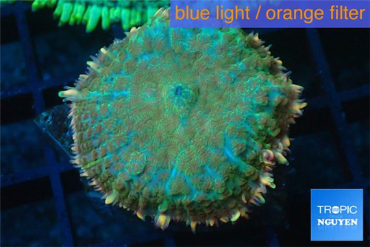 Rhodactis green fire forest 1 polyp WYSIWYG acclimaté