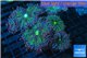 Ricordea yuma green purple 8-11 cm WYSIWYG acclimaté