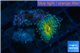 Ricordea yuma golden small polyps 1 polyp WYSIWYG acclimaté