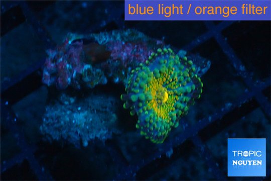 Ricordea yuma golden small polyps 1 polyp WYSIWYG acclimaté