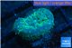 Rhodactis golden blue Tonga 1 polyp WYSIWYG acclimaté