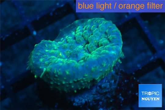 Rhodactis golden blue Tonga 1 polyp WYSIWYG acclimaté