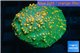 Echinophyllia green & orange spot 3-5 cm WYSIWYG acclimaté