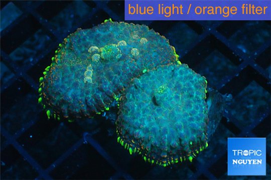 Rhodactis purple blue & golden tips 2 polyps WYSIWYG acclimaté