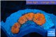 Blastomussa red cherry pop 4 polyps WYSIWYG acclimaté