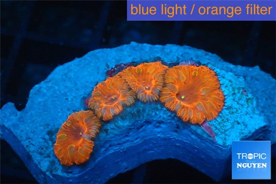 Blastomussa red cherry pop 4 polyps WYSIWYG acclimaté
