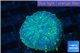 Rhodactis golden blue Tonga 1 polyp WYSIWYG acclimaté