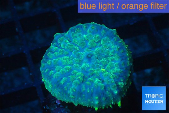 Rhodactis golden blue Tonga 1 polyp WYSIWYG acclimaté