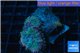 Ricordea yuma premium 2 polyps WYSIWYG acclimaté