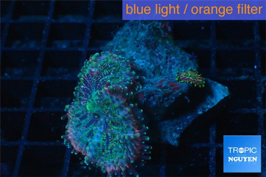 Ricordea yuma premium 2 polyps WYSIWYG acclimaté