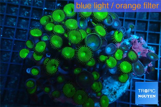 Palythoa neon green 10-15 cm WYSIWYG acclimaté