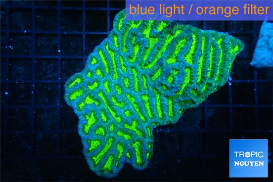Merulina neon green 8-11 cm WYSIWYG acclimaté