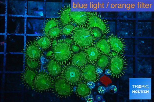 Palythoa neon green 7-11 cm WYSIWYG acclimaté