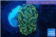 Euphyllia paraancora golden 2 polyps WYSIWYG acclimaté