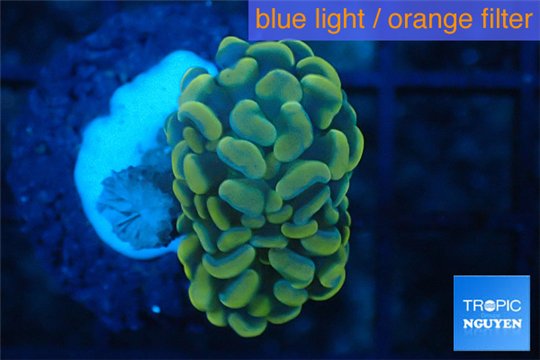 Euphyllia paraancora golden 2 polyps WYSIWYG acclimaté