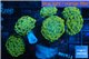 Euphyllia paraancora banana 8-12 cm WYSIWYG acclimaté