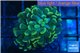 Euphyllia paraancora golden 1 polyp WYSIWYG acclimaté