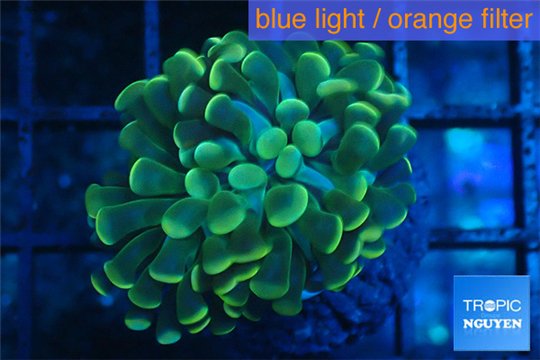 Euphyllia paraancora golden 1 polyp WYSIWYG acclimaté
