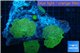 Discosoma green & blue spot 8-12 cm WYSIWYG acclimaté
