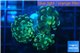 Euphyllia paraancora golden 3 polyps WYSIWYG acclimaté