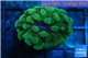 Euphyllia paraancora gold 2-4 cm WYSIWYG acclimaté