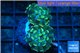 Euphyllia paraancora golden 2 polyps WYSIWYG acclimaté