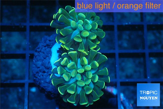 Euphyllia paraancora golden 2 polyps WYSIWYG acclimaté