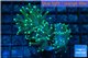 Euphyllia glabrescens gold & yellow tip 6-9 cm WYSIWYG acclimaté